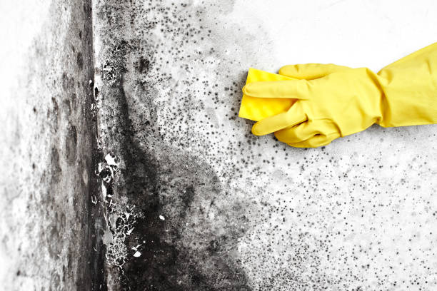 Best Specialized Mold Remediation in Ellerslie, GA